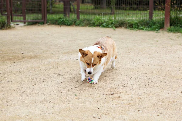 Chiots Jouer Dans Parc — Photo