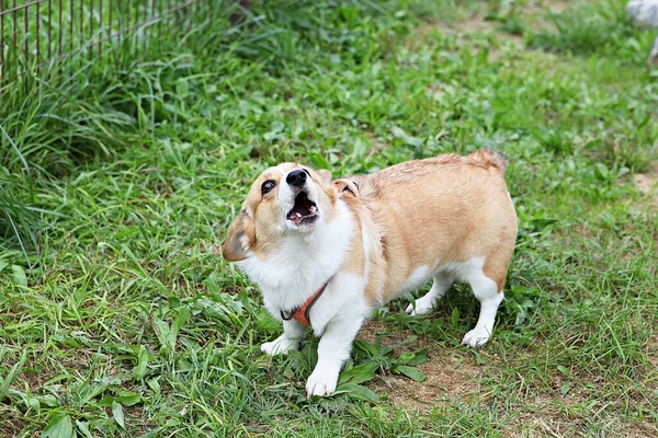 Parkta Oynayan Köpek Yavruları — Stok fotoğraf