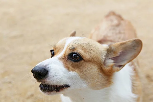 Puppies Playing Park — Stock Photo, Image