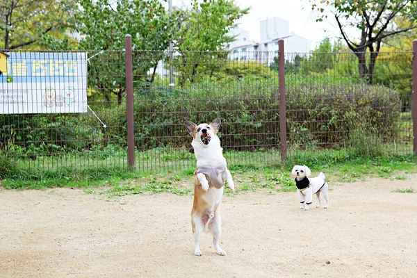 강아지들 공원에서 — 스톡 사진