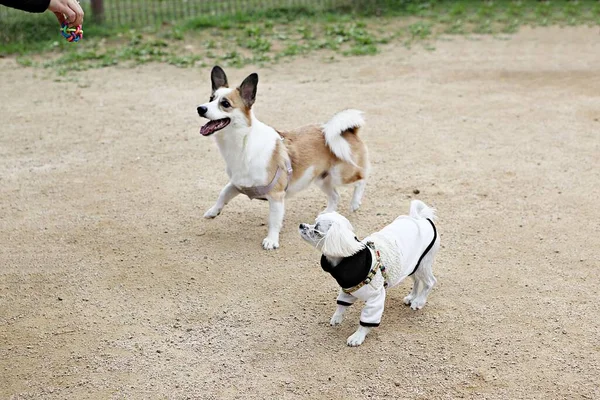 Anak Anjing Bermain Taman — Stok Foto