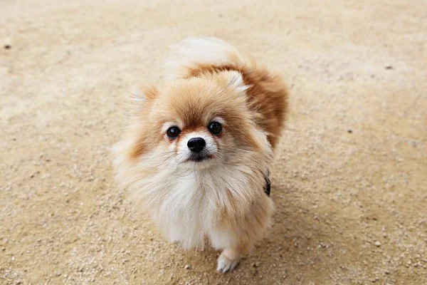 Cuccioli Che Giocano Nel Parco — Foto Stock