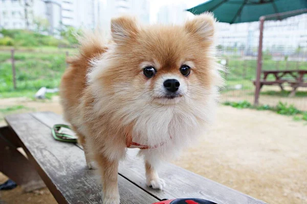 Anak Anjing Bermain Taman — Stok Foto