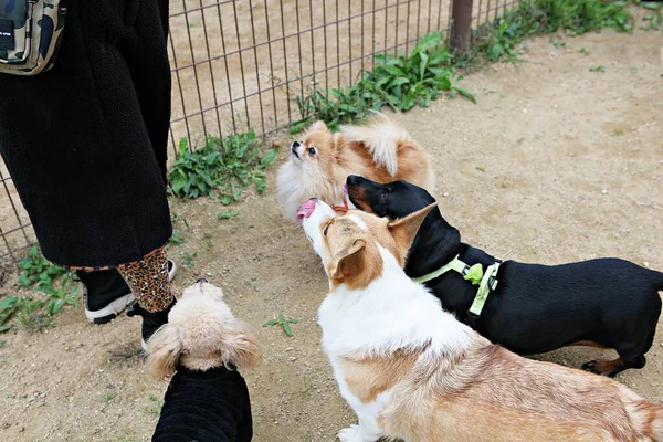 Welpen Spielen Park — Stockfoto