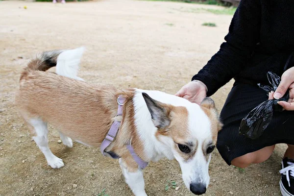 Parkta Oynayan Köpek Yavruları — Stok fotoğraf