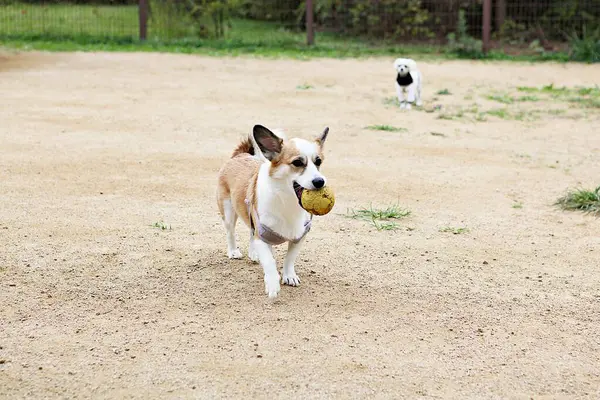 Cachorros Brincando Parque — Fotografia de Stock