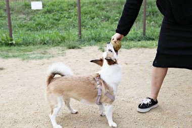 Parkta oynayan köpek yavruları
