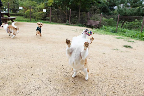 公園で遊んでいる子犬たちは — ストック写真