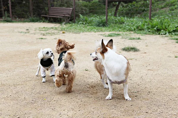 Puppies Playing Park — Stock Photo, Image