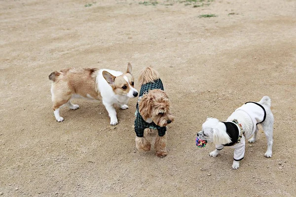 Parkta Oynayan Köpek Yavruları — Stok fotoğraf