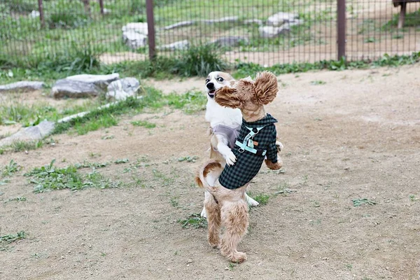 Cachorros Jugando Parque — Foto de Stock