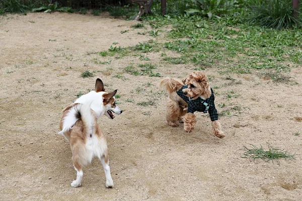 Cachorros Brincando Parque — Fotografia de Stock