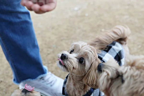 Cachorros Brincando Parque — Fotografia de Stock