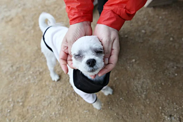 Parkta Oynayan Köpek Yavruları — Stok fotoğraf