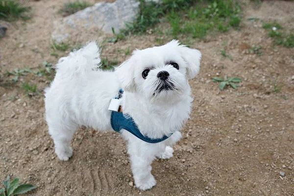 Cuccioli Che Giocano Nel Parco — Foto Stock