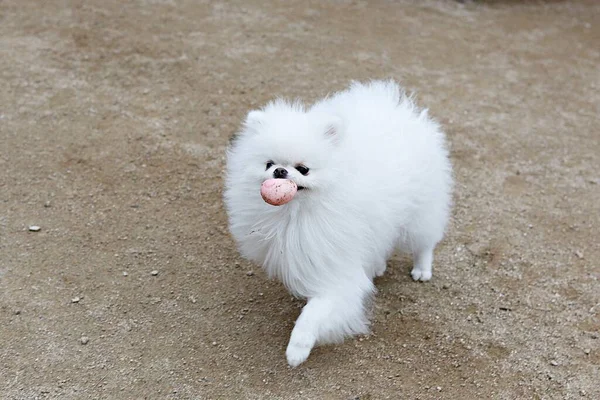 Cuccioli Che Giocano Nel Parco — Foto Stock