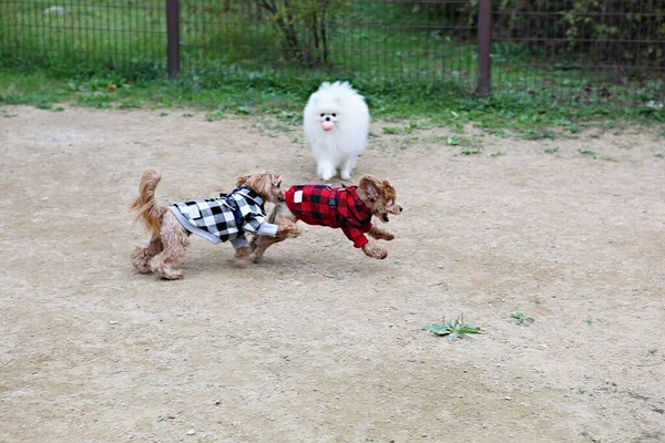 Puppies Spelen Het Park — Stockfoto