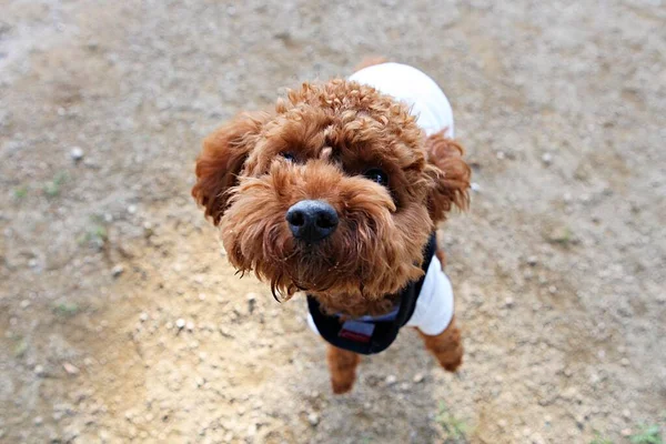 Cachorros Jugando Parque — Foto de Stock