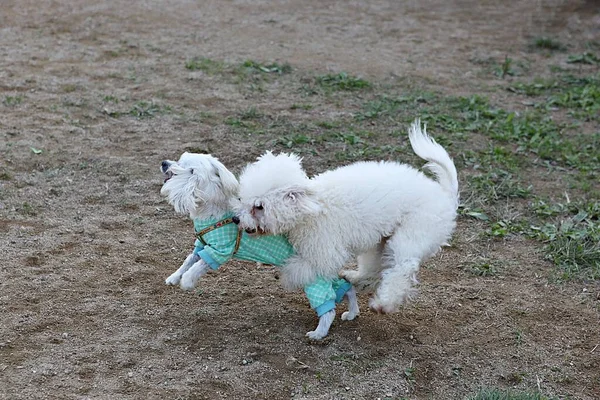 Kiskutyák Játszanak Parkban — Stock Fotó