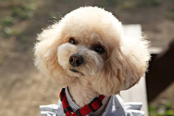 Cuccioli Che Giocano Nel Parco — Foto Stock