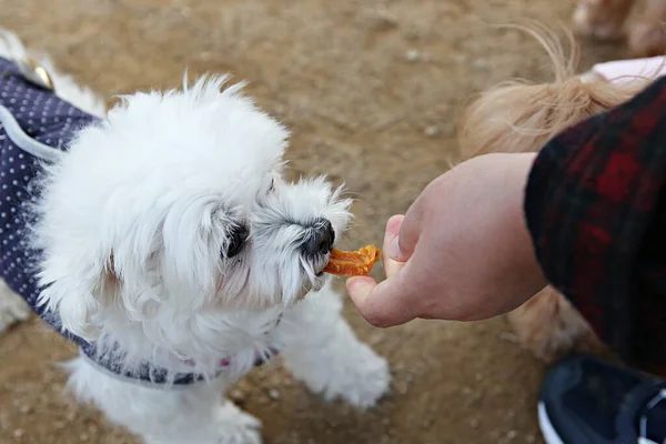 Cachorros Jugando Parque — Foto de Stock