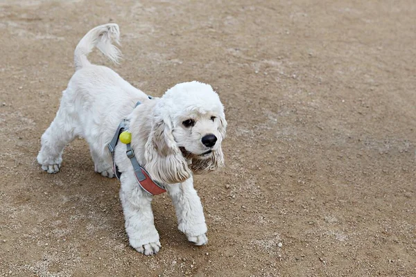 Cachorros Jugando Parque — Foto de Stock