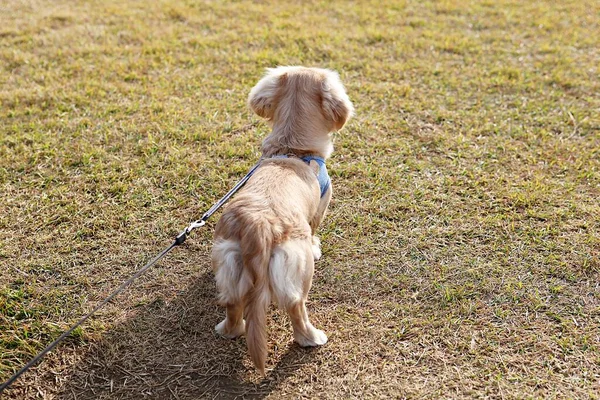 Chiots Jouer Dans Parc — Photo