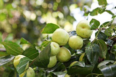 Kore bahçesinde meyveler toplanmak üzeredir..