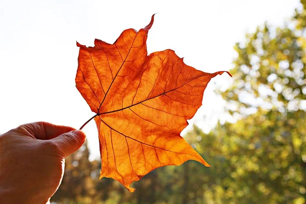 Corée Les Feuilles Deviennent Rouges Automne — Photo