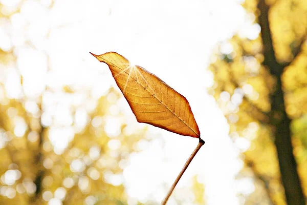 韓国では秋に紅葉が赤くなり — ストック写真