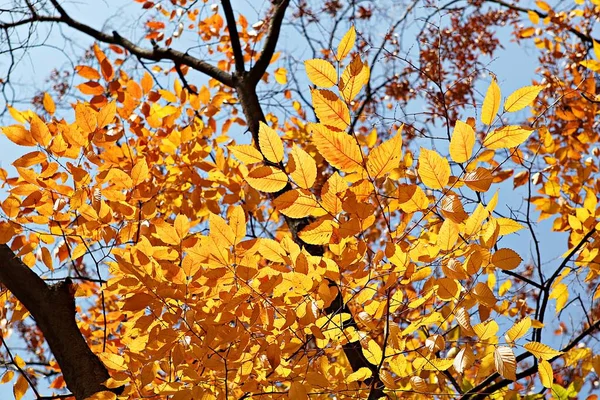 韓国では秋に紅葉が赤くなり — ストック写真