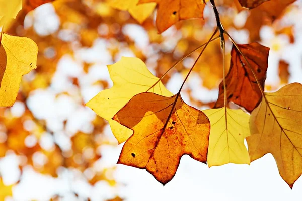 Korea Leaves Turn Red Autumn — Stock Photo, Image