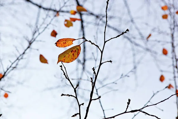 在韩国 秋天树叶会变红 — 图库照片