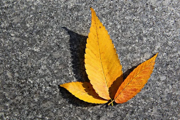 Corée Les Feuilles Deviennent Rouges Automne — Photo