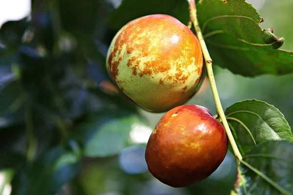 Fruits Harvested Korean Orchard — Stock Photo, Image