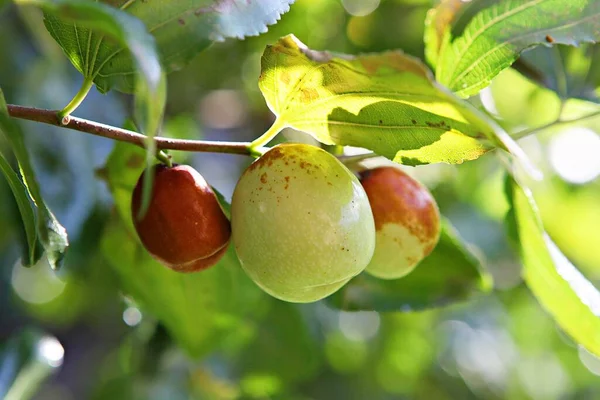 Fruits Harvested Korean Orchard — Stock Photo, Image
