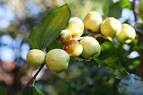 Frutas Están Punto Ser Cosechadas Huerto Coreano —  Fotos de Stock