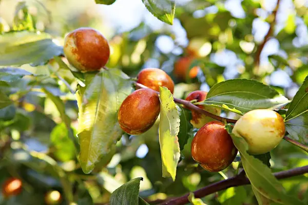 Fruits Harvested Korean Orchard — Stock Photo, Image