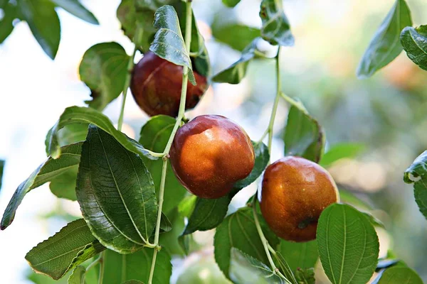 Fruits Harvested Korean Orchard — Stock Photo, Image