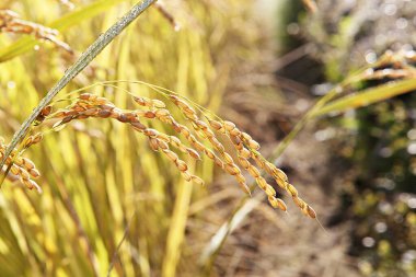  Chuseok mevsiminde Kore pirincini kıskanıyorum..