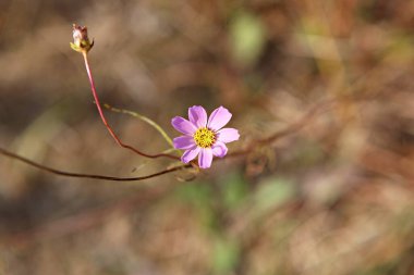  parkta çiçeklenme çiçekler