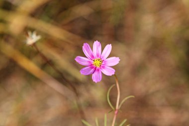  parkta çiçeklenme çiçekler