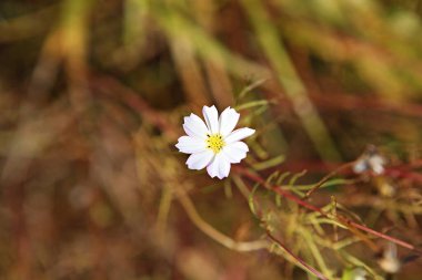  parkta çiçeklenme çiçekler