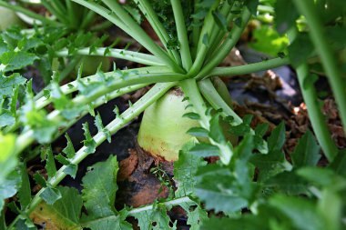  Kore 'de yetişen ve sonbaharda hasat edilen bir turp.