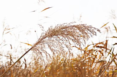  Kore parkında açan bir sazlık çiçeği..