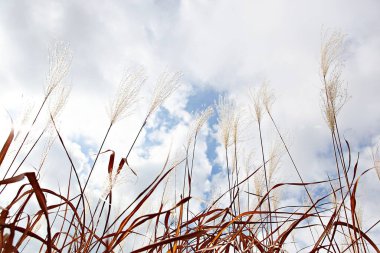  Kore parkında açan bir sazlık çiçeği..