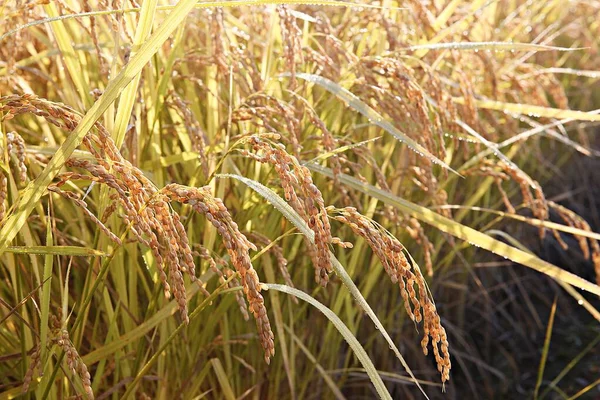 Estoy Celoso Del Arroz Coreano Temporada Chuseok — Foto de Stock