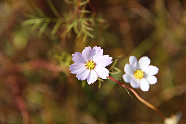 Flowers Blooming Park — Stock Photo, Image