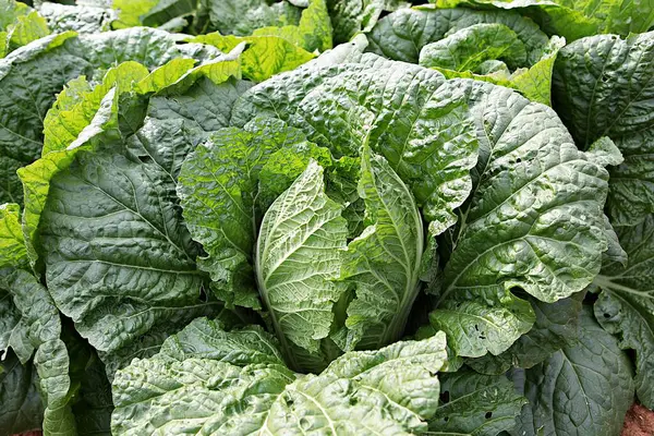  Kore 'de yetişen ve sonbaharda hasat edilen bir lahana.