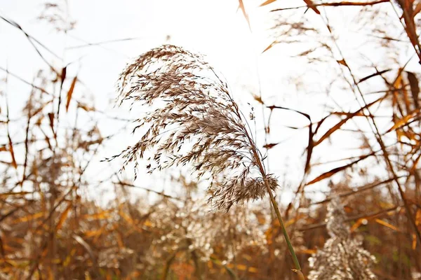 Det Vassblomma Som Blommade Koreansk Park — Stockfoto